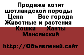 Продажа котят шотландской породы › Цена ­ - - Все города Животные и растения » Кошки   . Ханты-Мансийский